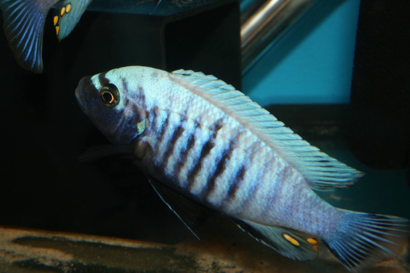 Maylandia sp. 'msobo heteropictus' Lundo Island